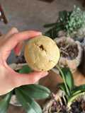Galleta de mantequilla con nuez