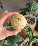 Galleta de mantequilla con nuez