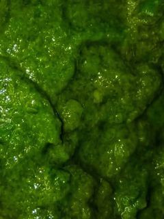 পালং পনির (palong paneer recipe in Bengali) রেসিপির প্রধান ছবি