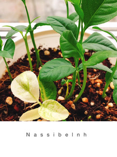 عکسی از دستور سبزه ی بالنگ (بادرنگ)