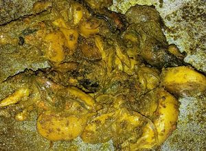 Foto resep Oseng asin kerang manuk