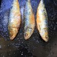 Sardinas asadas