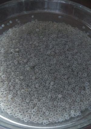 Foto resep Biji salasih