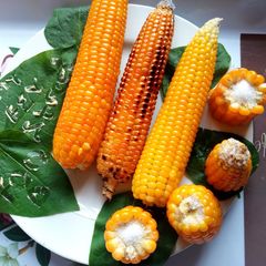 A picture of Cooked Corn (Maize).