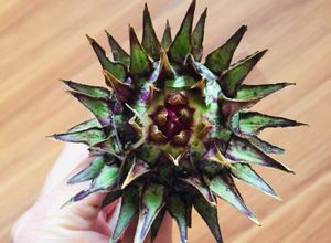 Hình của món Hoa atiso Sapa luộc chấm muối tiêu chanh.