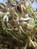 California Farm Indoor Mung Bean Sprouts