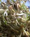 California Farm Indoor Mung Bean Sprouts