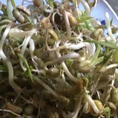 A picture of California Farm Indoor Mung Bean Sprouts.