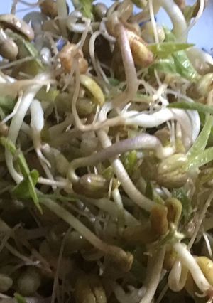 A picture of California Farm Indoor Mung Bean Sprouts.