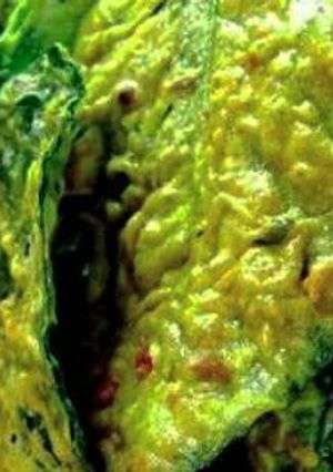 Foto resep Keripik Bayam