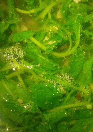 Hình của món Canh cải con thịt bò.
