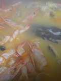 Caldo de pescado