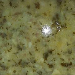 A picture of Dhaniya Aaloo.