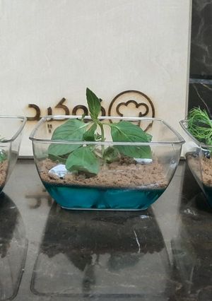 عکسی از دستور گلدانهای ژله ای 🥰