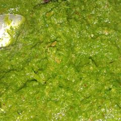 Green chutney A picture of Green chutney.