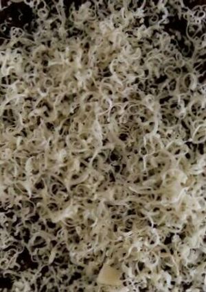 Foto resep BROKUS ala Anak kos #enak_kok