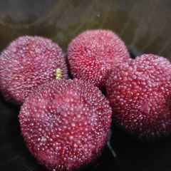 A picture of Chinese Bayberries Myrica rubra 楊梅.