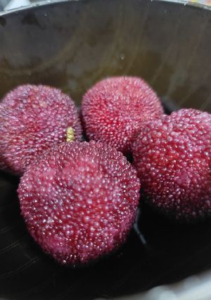 A picture of Chinese Bayberries Myrica rubra 楊梅.