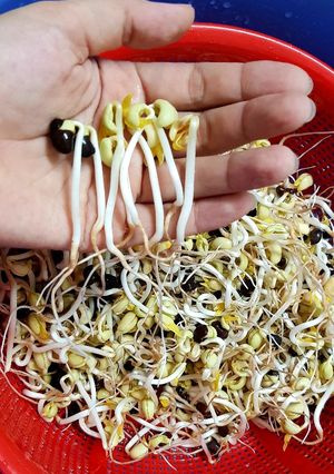 Hình của món Làm giá đậu đen.