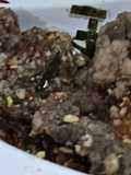 Anak Susah Makan Daging? Auto Mangap! Resep Wagyu Crispy Anti Alot (Solusi GTM & Latihan Ngunyah)