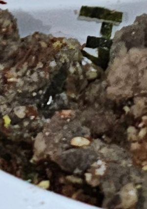 Foto resep Anak Susah Makan Daging? Auto Mangap! Resep Wagyu Crispy Anti Alot (Solusi GTM & Latihan Ngunyah)