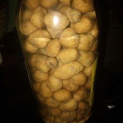 A picture of Peanut.