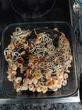 Espaguetis negros con gambas y gulas
