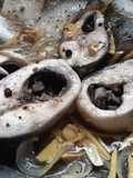 Milkfish in Vinegar Stew