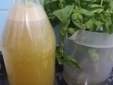 Jugo de naranjas, jengibre y albahaca 🍊