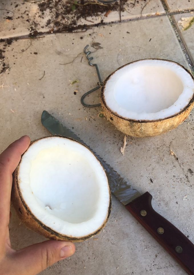 Una foto de Coco