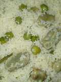 Couscous with Fava Beans and Peas