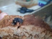 Una foto de panes de gallina