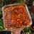 17. Chilli Oil untuk Dimsum