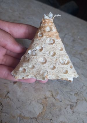 عکسی از دستور پیچیدن سمبوسه