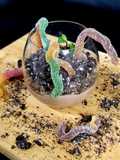 Dirt cups
