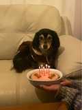 Tortita apta para perros