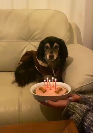 Una foto de Tortita apta para perros
