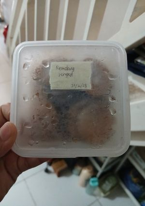 Foto resep Rendang jengkol juara