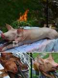 Cochon de lait à la broche
