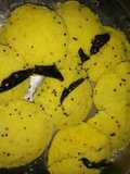 Mini dhokla (instant dhokla)