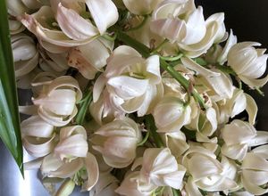 Una foto de Flor de yucca o izote