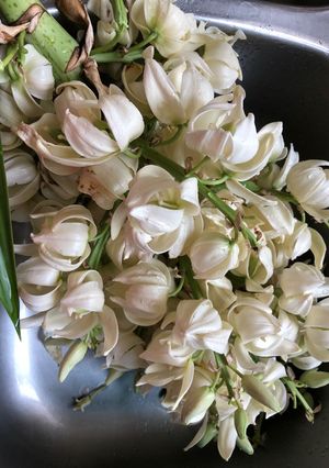 Una foto de Flor de yucca o izote
