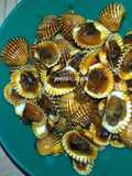 Kerang Dara / Tuday Saos Hot Lava