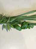 Bebida de Limoncillo - Albahaca-Romero