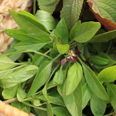 A picture of (Mostly Thai) Basil Simple Syrup.