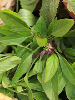 A picture of (Mostly Thai) Basil Simple Syrup.