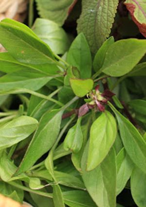 A picture of (Mostly Thai) Basil Simple Syrup.
