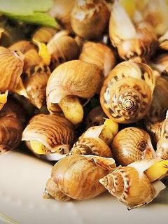 Una foto de Caracolillos de Mar