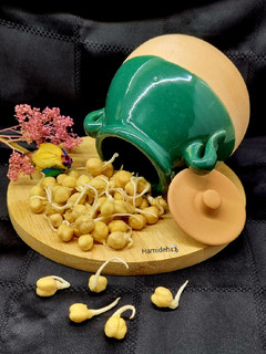عکسی از دستور جوانه نخود🌱