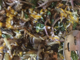 Sheet pan mushrooms onions and ramps